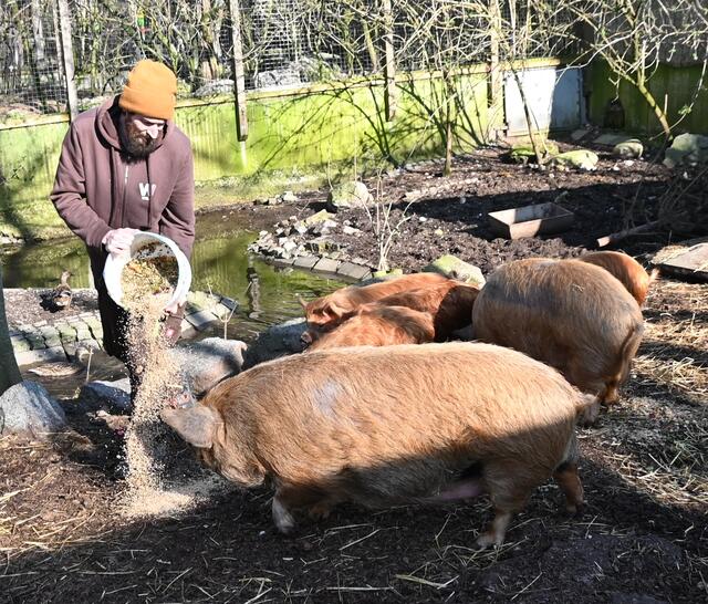 Junge "Kunekune" Schweine mit Tierpfleger Ralf 