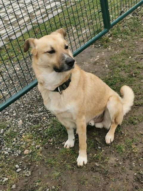 Rüde ARES, ca. 6 Jahre
Der freundliche Ares wartet schon so lange auf den richtigen Menschen und würde endlich gerne in seinem zu Hause ankommen.
Er ist absolut kein Stadthund, möchte Haus mit Garten und lange Spaziergänge in der Natur machen.
Er geht super-brav an der Leine, kennt und KANN alle Grundkommandos und kann auch einige Zeit alleine bleiben.
Ares ist zwar verträglich mit anderen Hunden, möchte aber Zuhause Einzelprinz sein.
Kontakt: 0676/9391959 | Foto: Pfotenhilfe Tulln