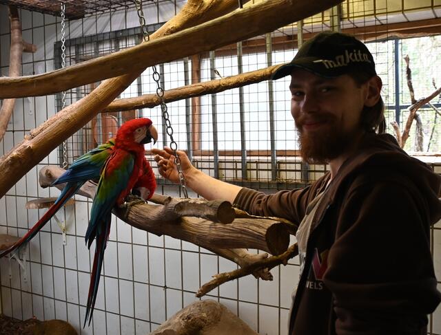 Alexander - Dunkelroter Ara