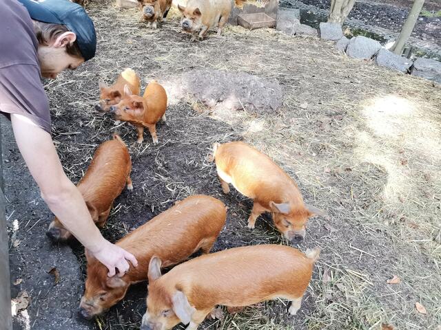 Junge "Kunekune" Schweine - Alexander