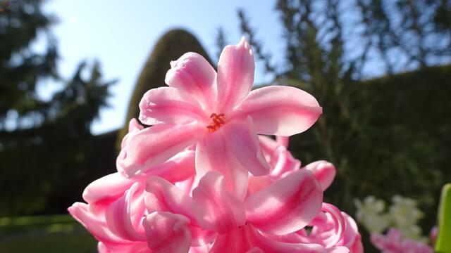 Natur im Garten - Update 2024: Der Duft der Hyazinthen ... | Foto: © Silvia Plischek