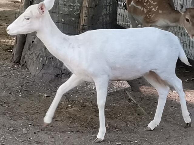 Damhirsch - Leuzismus