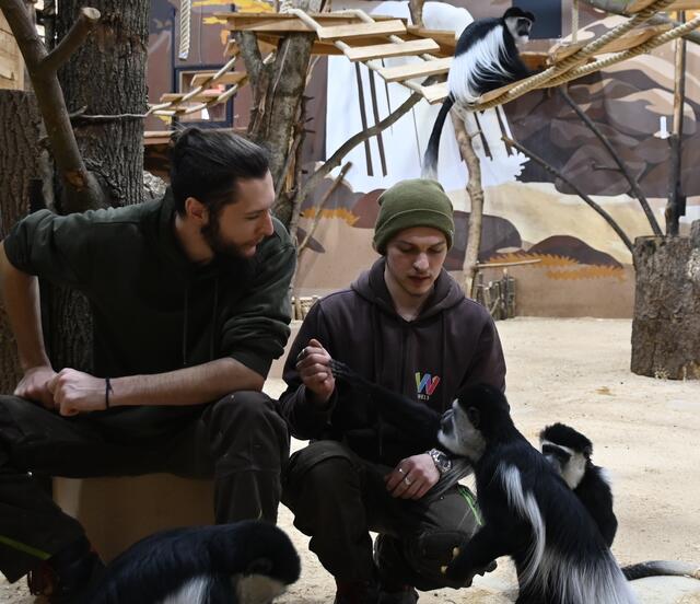 Guereza "Baumkuh der Affen"
Johannes und Marc