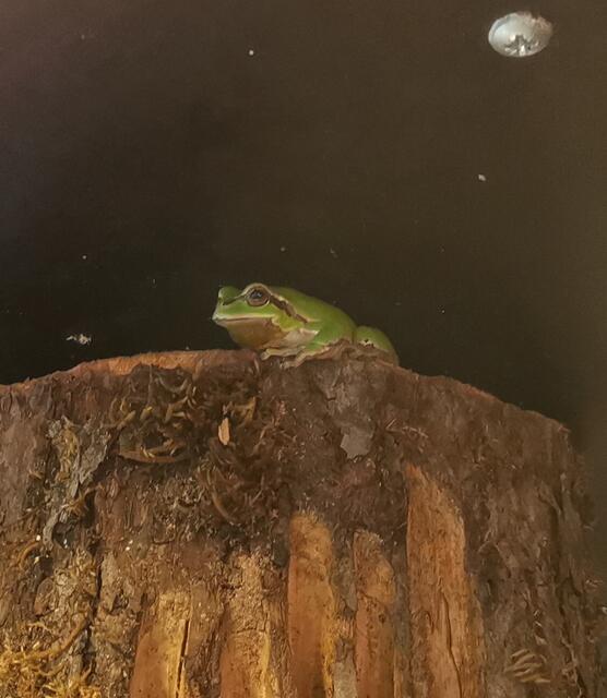 Laubfrosch