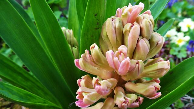 Entstehung der Blüten ab Mitte März ... | Foto: © Silvia Plischek