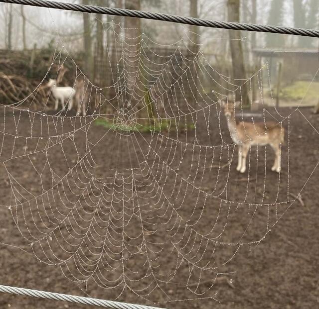Spinnennetz am Morgen.