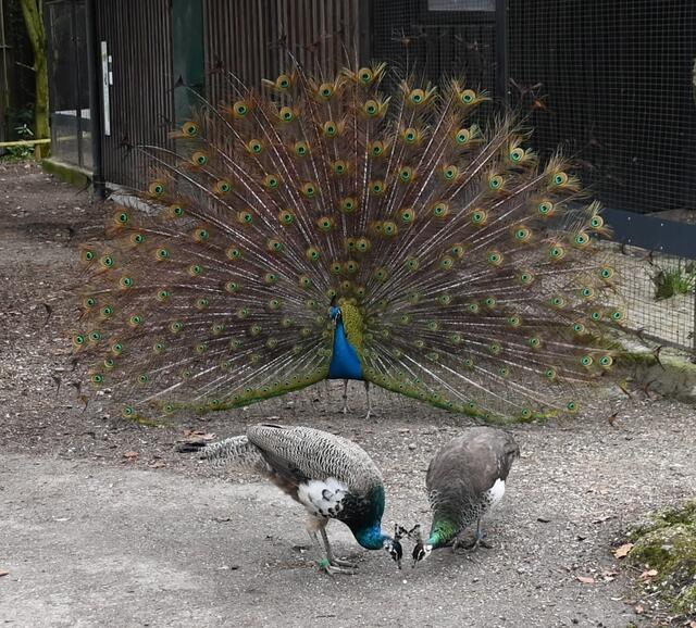 Blauer Pfau beim Balzen. Junger Pfau im Vordergrund!