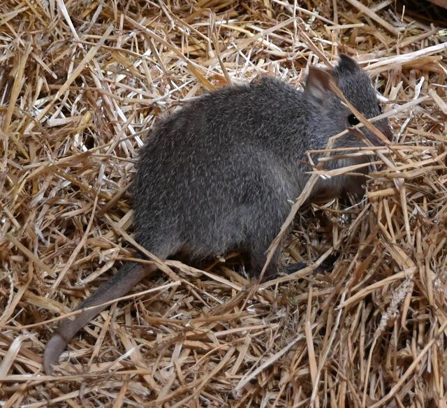 Rattenschwanzkänguru