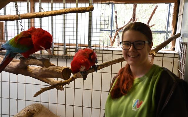 Dunkelroter Ara - Kathi, Lehrling