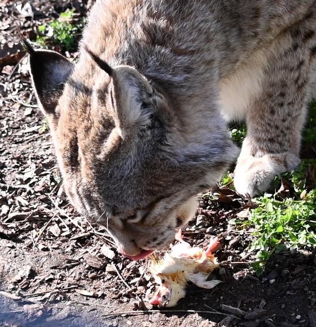 Luchs mit Küken
