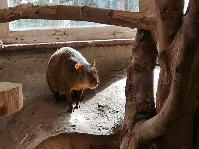 Azara Aguti - Mittelamerika