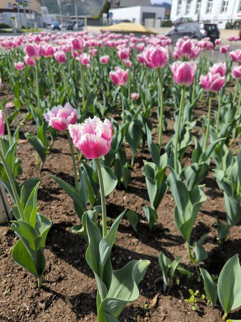 Abwechslung durch verschiedene Tulpenarten ist auch vorhanden. 