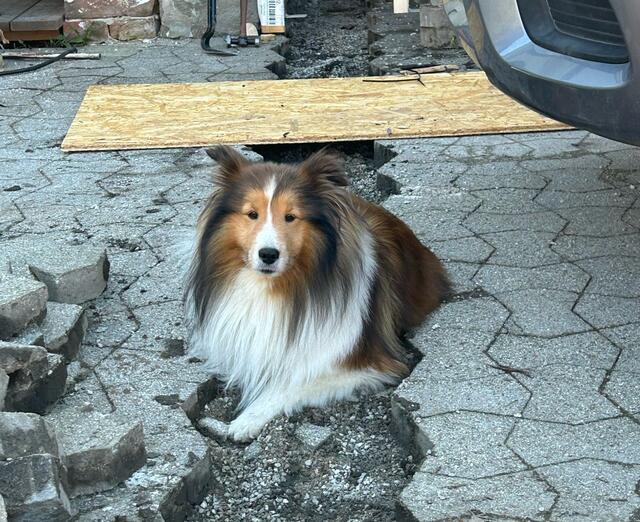 "Tierische" Baustellenaufsicht