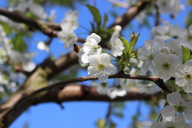 Die Bienen genießen derzeit ihre Ausflüge zum voll erblühten Kirschbaum. | Foto: Ulrike Plank