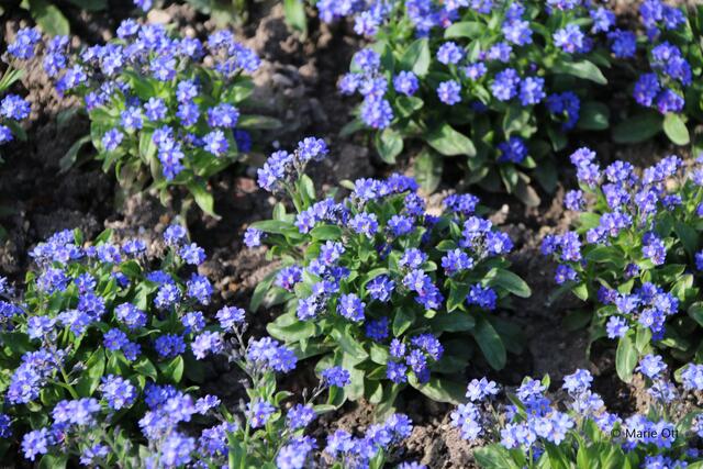 Vergissmeinnicht, Blume, Zierblume