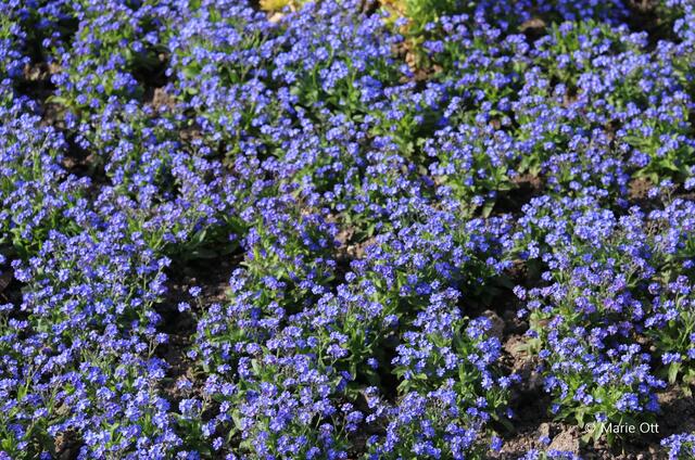 Vergissmeinnicht, Garten, Pflanze, Blume