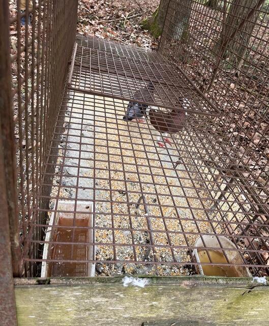 Eine zweite Falle wurde im Wald gefunden. | Foto: RespekTiere