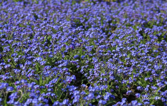 blaue Blume, Vergissmeinnicht