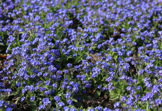 Garten, Vergissmeinnicht