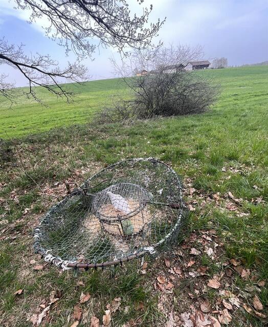 Die Taube war auf in einem Käfig auf dem Feld gefangen. | Foto: RespekTiere
