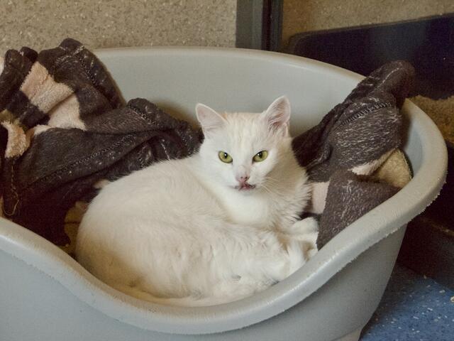 Diese Katze überlebte den Sturz aus dem 9. Stock. | Foto: Santrucek