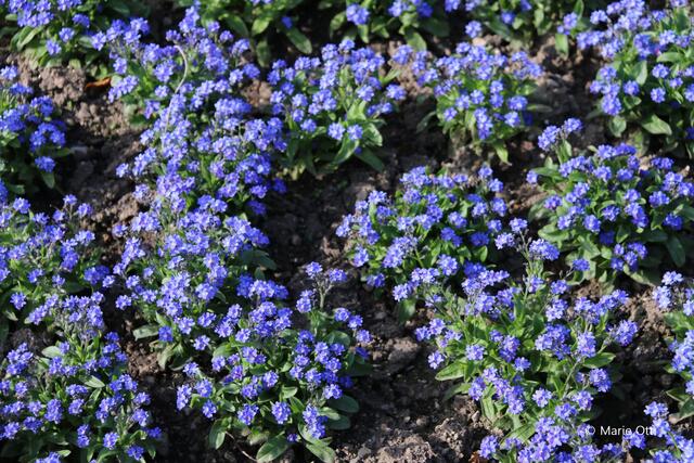 Vergissmeinnicht, Blume, Pflanze