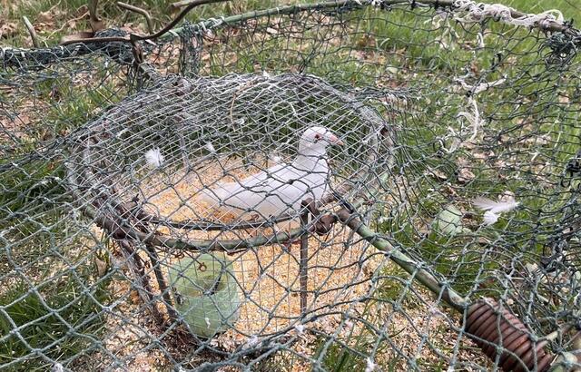 Die Falle ist dazu bestimmt, Wildvögel zu fangen. | Foto: RespekTiere