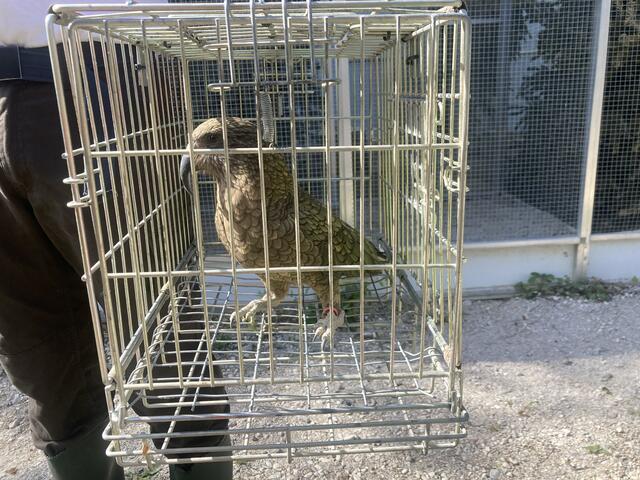 Die Papageienart mit dem olivgrünen Federkleid lebt in den Gebirgsregionen der Südinsel Neuseelands. | Foto: Michael Ellenbogen