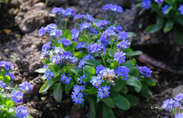 Vergissmeinnicht, Blume, Garten