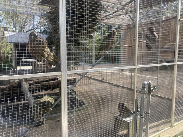 Die neugierigen Keas begrüßen mit lautem Gekrächze Besucher | Foto: Michael Ellenbogen