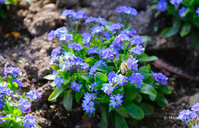 Vergissmeinnicht, Garten, Blume
