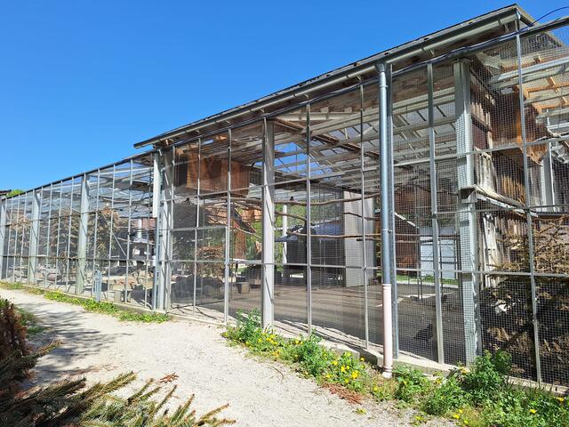 In der großen Voliere leben 26 Keas | Foto: Michael Ellenbogen