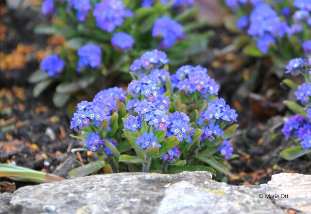 Vergissmeinnicht, Blume, Pflanze, Garten