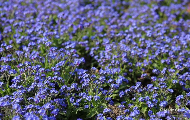 Blume, Vergissmeinnicht, Garten