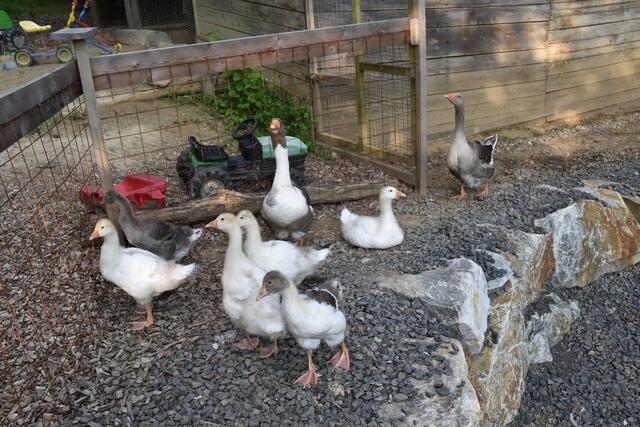 Im Naturwinkel Saufuß haben es Tiere gut. | Foto: Martin Wurglits