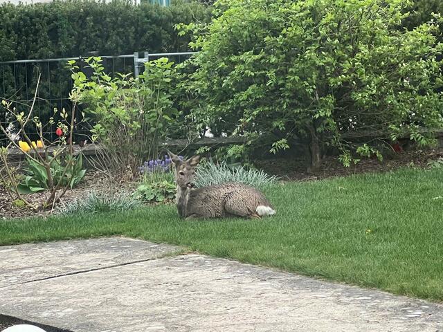 Foto: FF Ternitz-Pottschach