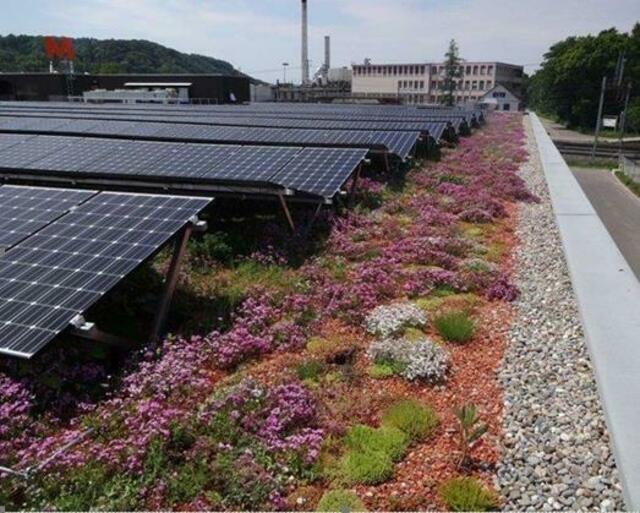 So könnte ein Gründach mit Photovoltaikanlage aussehen. | Foto: Jörg Fricke
