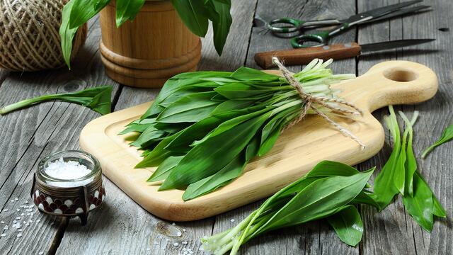 Bärlauch ist das Frühlingsgewürz aus dem Wald mit Knoblaucharoma – ohne Folgen von Mund- und Körpergeruch.