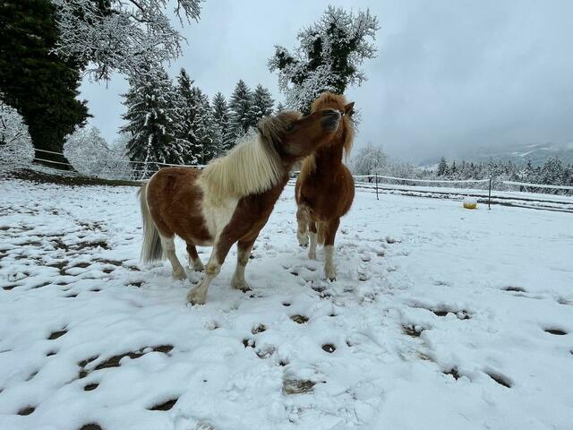Die Ponies in St. Oswald ob Eibiswald haben sichtlich Spaß im Neuschnee. | Foto: Regionalmedien