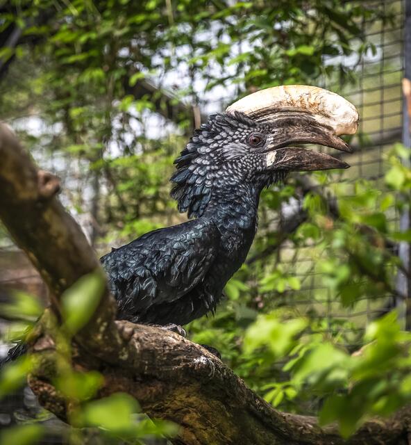 Silberhornvogeldame Brevi ist nach dem Tod ihres Gatten nicht mehr alleine: Jetzt kam ein neuer Partner aus Tirol. | Foto: Tiergarten Wels