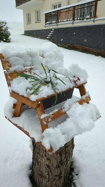 Einige Zentimeter Neuschnee gibt es in Wald am Schoberpass. | Foto: Norbert Ortner
