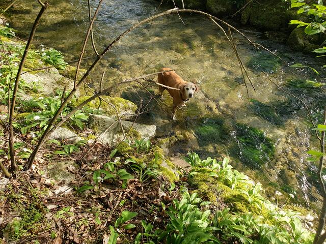 Foto: Copyright by Tierparadies Schabenreith