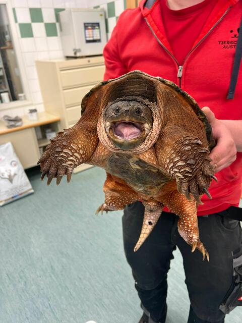 Schnappschildkröte "Schiggy" ist auf der Suche nach einem neuen Zuhause. | Foto: Tierschutz Austria