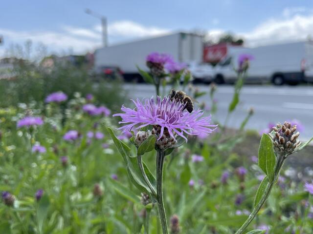 Moderne Stadt und Natur sind leider oft ein Widerspruch – auch in Graz gibt es ein dramatisches Insektensterben. | Foto: sm