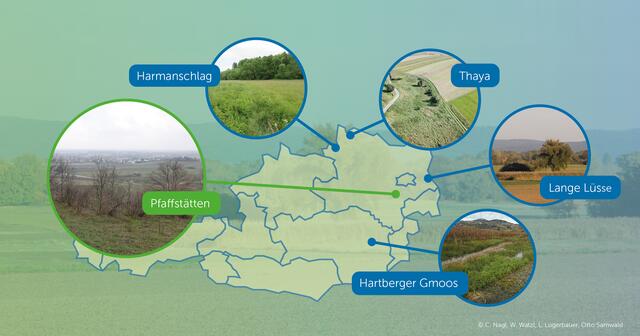 Bereitgestellt unter: https://birdlife.at/page/hoffnungsinseln | Foto: BirdLife Österreich 2024