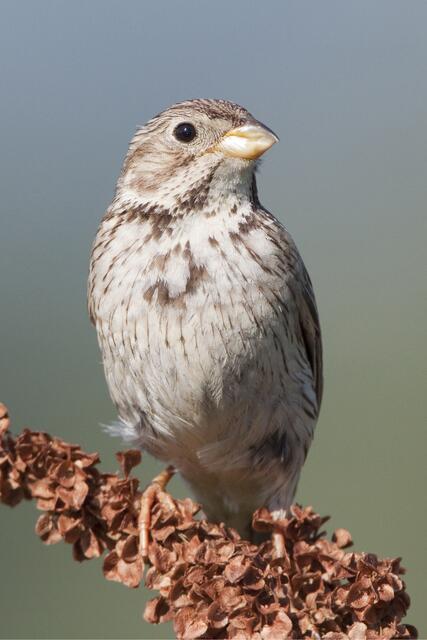 Bereitgestellt als Pressematerial von BirdLife Österreich  | Foto: Michael Dvorak
