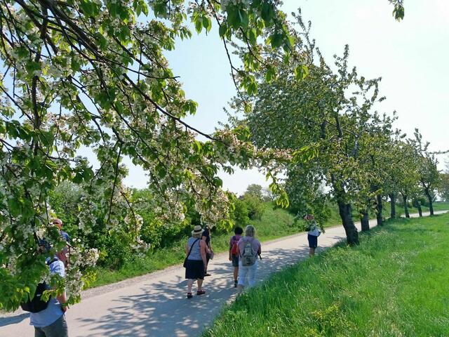 Wandern zwischen den Kirschbäumen im Leithagebirge | Foto: www.edelkirsche.at