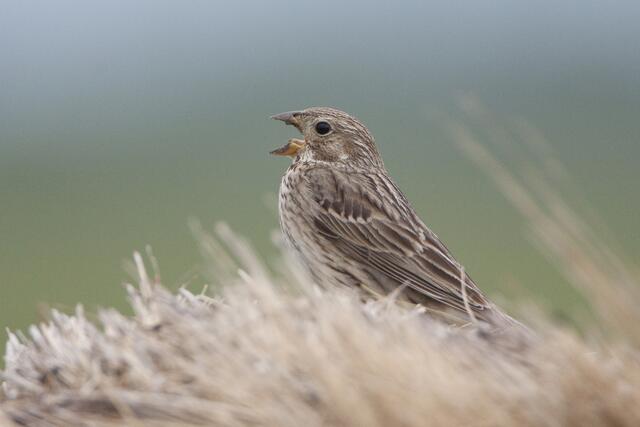 Bereitgestellt als Pressematerial von BirdLife Österreich  | Foto: Anita Hombauer