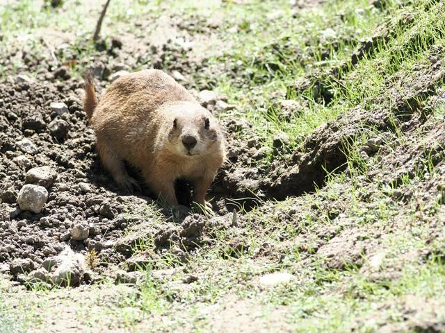 Schwarzschwanz-Präriehunde stammen aus Nordamerika, sind sehr gesellig und leben in
Familienverbänden zusammen. | Foto: Zoo Salzburg/Angelika Köppl