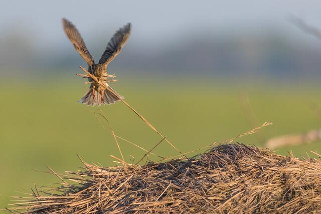 Bereitgestellt als Pressematerial von BirdLife Österreich  | Foto: © Samuel Schnierer
